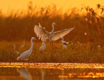 egret on water at sunset