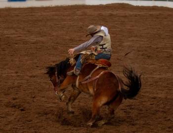 cowboy riding bull in rodeo
