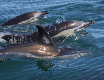 dolphin cruise