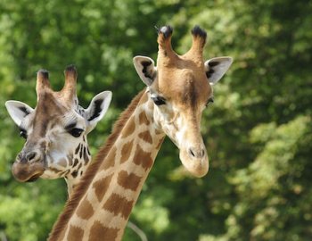 girafees