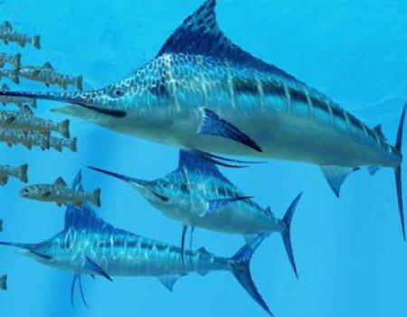 Blue marlin