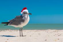 Seagull on the beach. Christmas seagull bird in red Santa