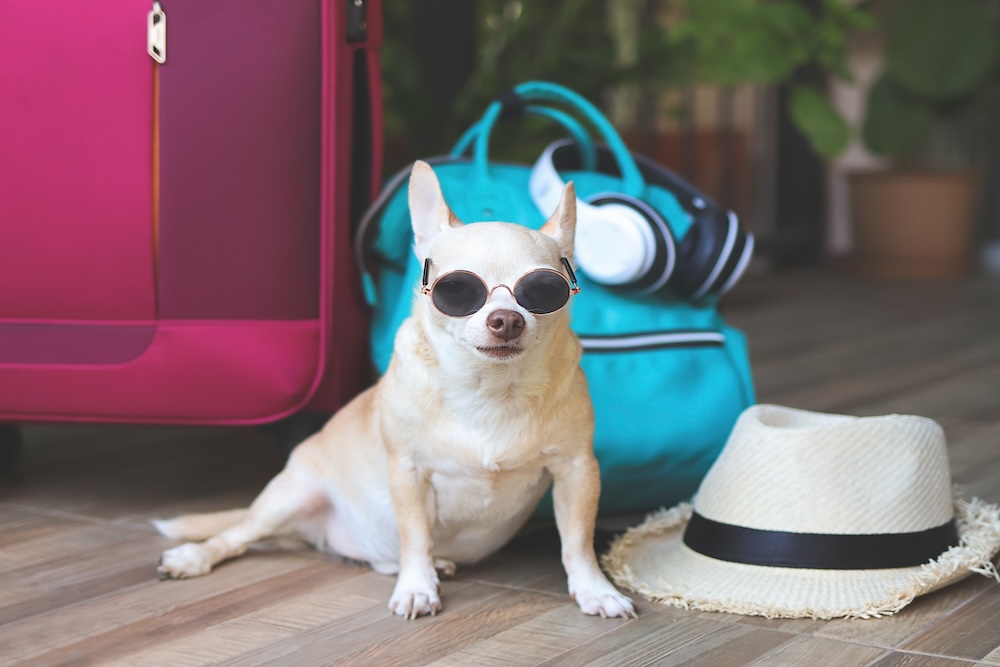 pet friendly vacation hang out