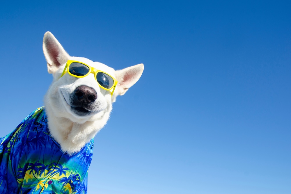 pet friendly vacation