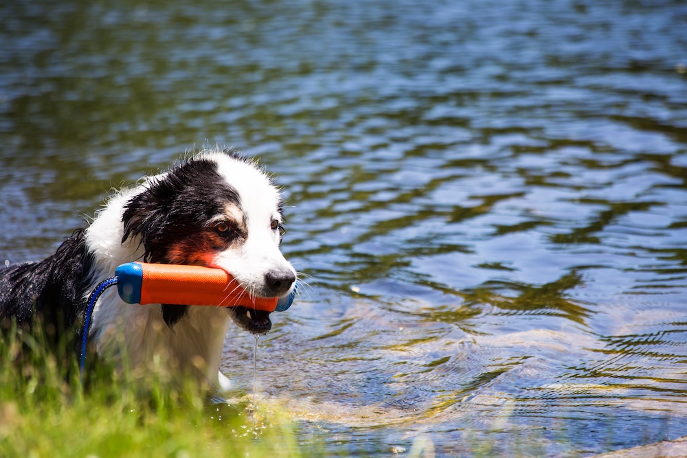 dog at dog pond