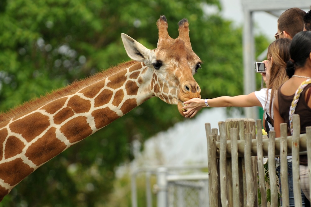 Family feeding giraffe at Zoo