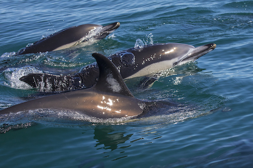 dolphin cruise