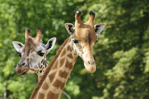 girafees